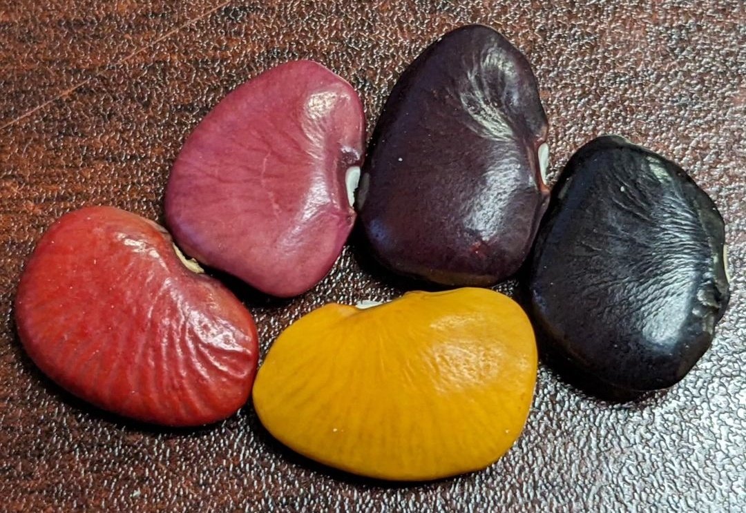 thebiologistisn's tweet image. I&apos;m working towards making a blue lima bean. Along the way, I made the bright yellow one here.