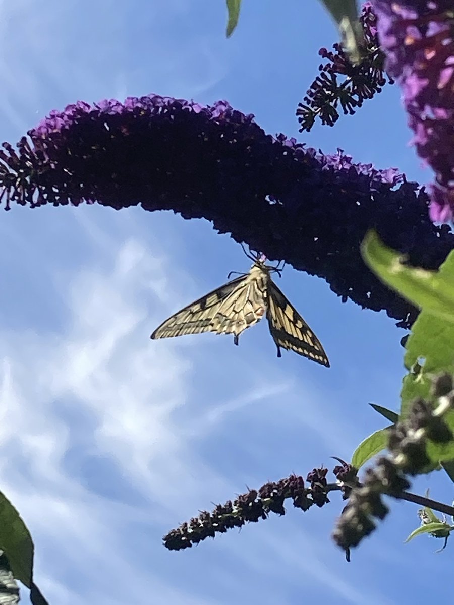 Harry Wollerich tweet media