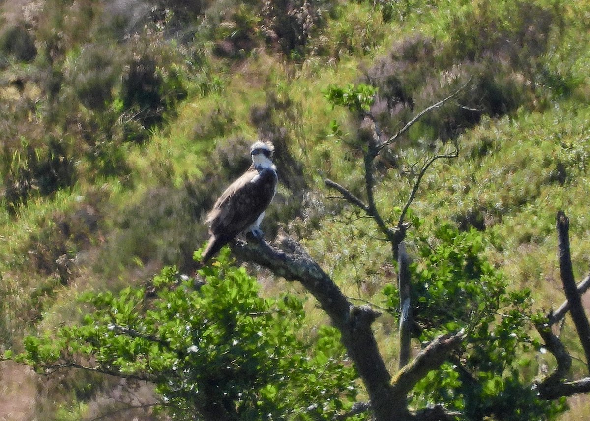 NeilSimms1's tweet image. Osprey on moorland near Scaling Dam this morning @teesbirds1 @nybirdnews @teeswildlife @DurhamBirdClub