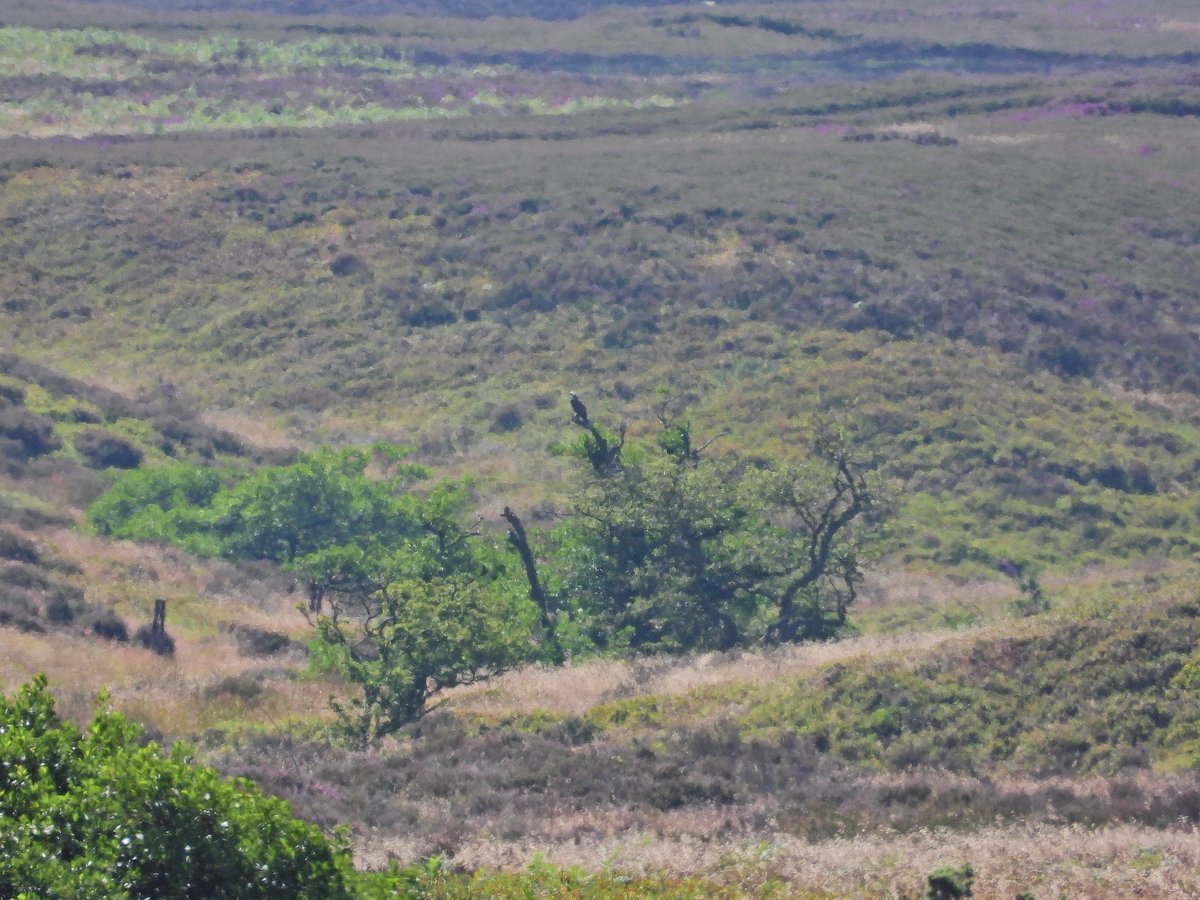 NeilSimms1's tweet image. Osprey on moorland near Scaling Dam this morning @teesbirds1 @nybirdnews @teeswildlife @DurhamBirdClub