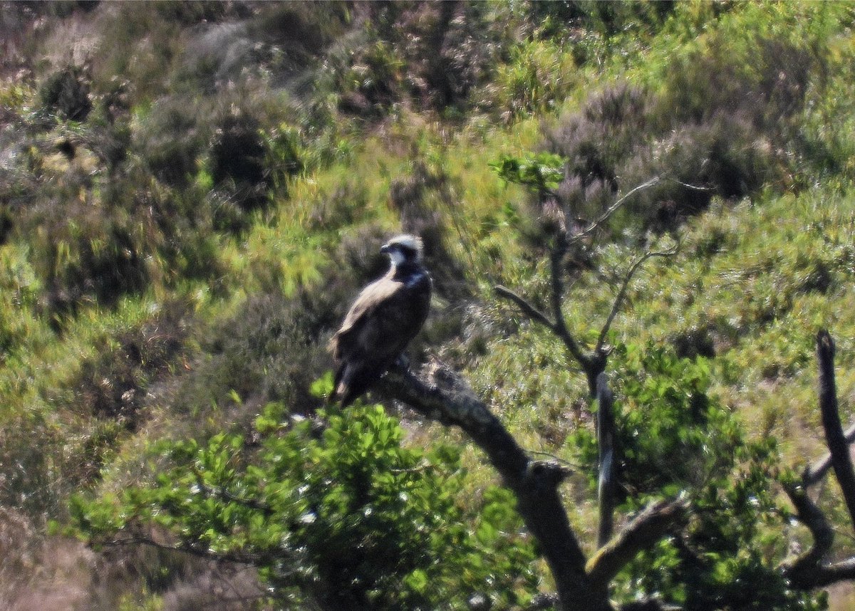 NeilSimms1's tweet image. Osprey on moorland near Scaling Dam this morning @teesbirds1 @nybirdnews @teeswildlife @DurhamBirdClub