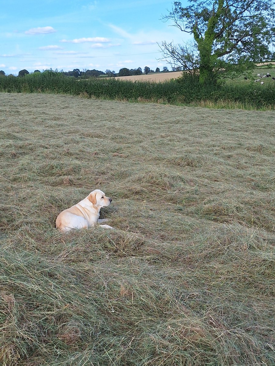 Plum Pudding Pigs tweet media