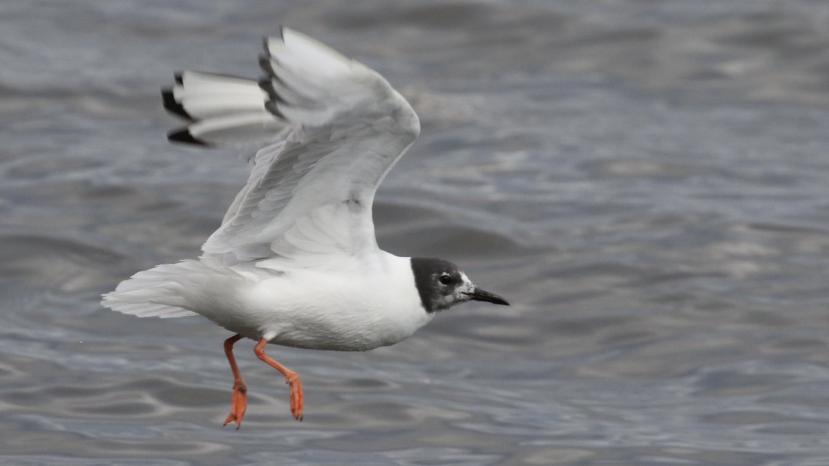 Neal Warnock tweet media