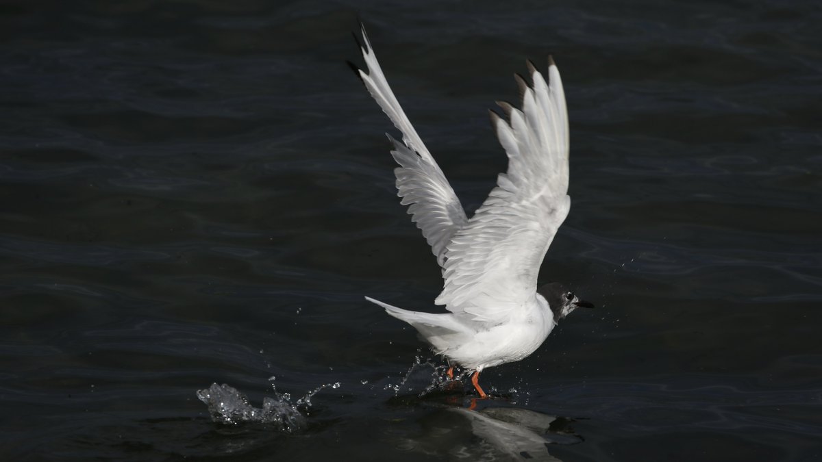 Neal Warnock tweet media