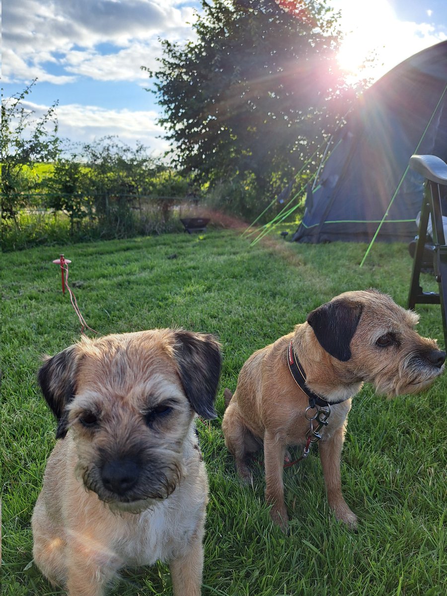 fraggleandpip's tweet photo. We've been camping with the hoos in our home county of #Derbyshire ⛺️ Great weather 🌞 and we did lots of walking. Neighbours were a bit weird tho! 🐄 #btposse #flagg #knotlowfarm #mooooooooooo https://t.co/om69mtWZx8