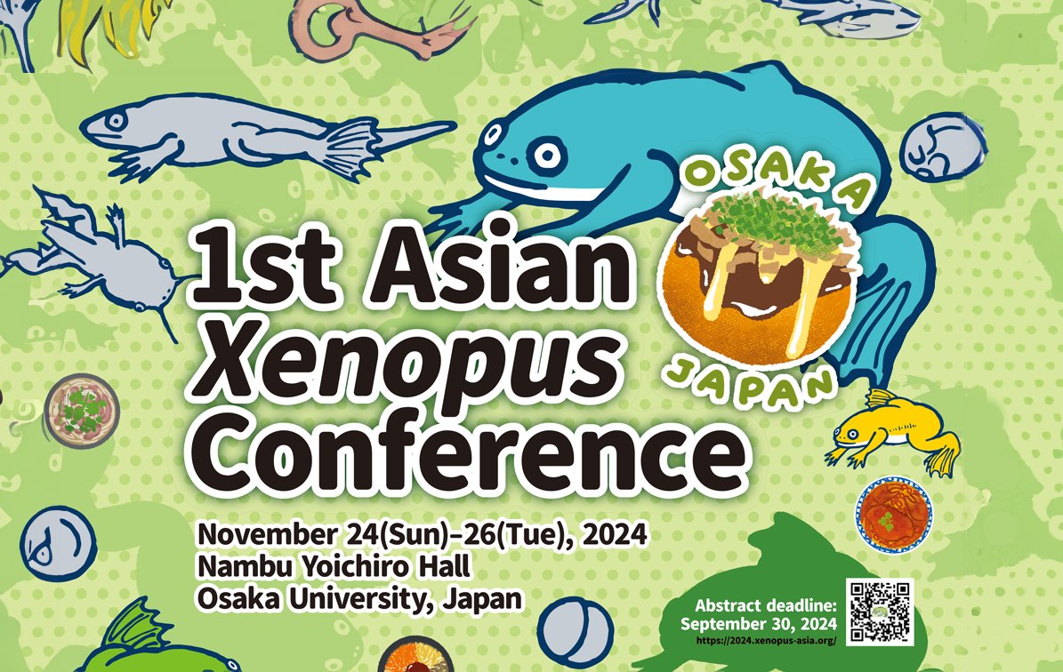 1st Asian Xenopus Conference. November 24, 2024 (Sun) to November 26, 2024 (Tues). Osaka University, Osaka, Japan. Abstract Submission: September 30, 2024. 2024.xenopus-asia.org xenbase.org/xenbase/doNews… #science #biology #devbio #xenopus #frogs