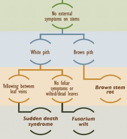 Check out Scouting for Soybean Stem Diseases from Extension at doi.org/10.31274/cpn-2….

<a href="/cropdoc08/">Kiersten Wise</a> <a href="/cropdisease/">Carl Bradley</a> <a href="/MartinChilvers1/">Martin Chilvers</a> <a href="/DylanMangel/">Dylan Mangel</a> <a href="/febina_m/">Febina Mathew</a> <a href="/dsmuelle/">Daren Mueller</a> <a href="/ISU_IPM/">Iowa State Plant Protection</a> <a href="/badgercropdoc/">Damon L. Smith</a> <a href="/AlbertTenuta/">Albert Tenuta</a> <a href="/MandyBish1/">Mandy Bish</a> <a href="/maddishires/">Maddi Shires</a> <a href="/CFAES_OSU/">Ohio State - CFAES</a> @W_Webster74 @KSUCropdiseases <a href="/DTelenko/">Darcy Telenko</a>