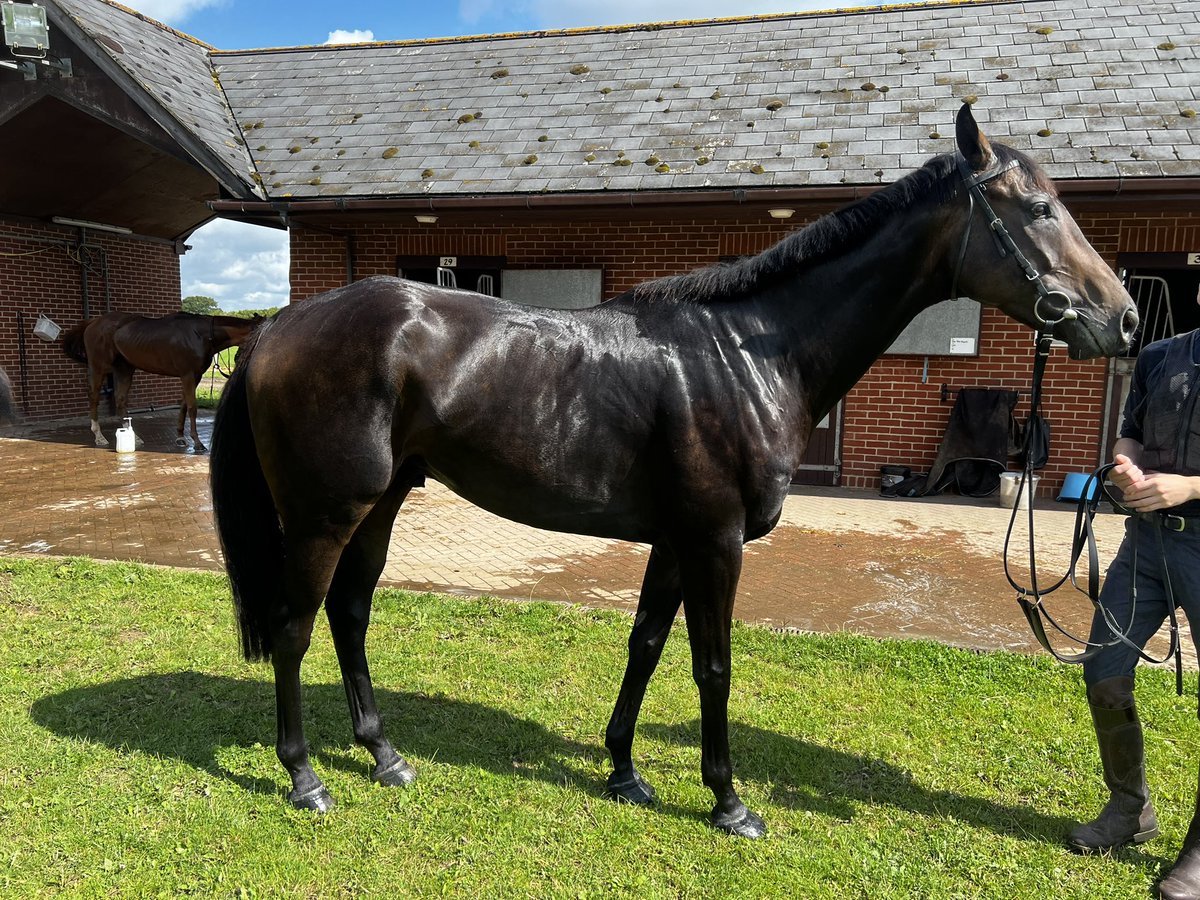 ronnieracingltd's tweet photo. INTRODUCING
JETRONIC 🛩️ bought privately from the infamous Chris Giles Dispersal. This 2 time winner is 5 years old and comes with a chase mark of 133 and hurdle mark of 125. We hope that he will be a nice horse for Ronnie Racing and take everyone involved to the premium tracks. https://t.co/uI6k9V9Z5I
