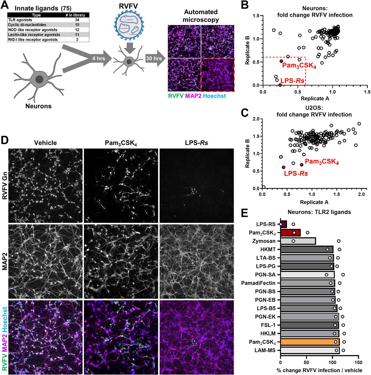 PennMedCSO's tweet photo. #Pam3CSK4 inhibits Rift Valley fever virus infection &amp; encephalitis ft. Trevor Griesman, Jesse Hulahan, Mark Dittmar, Sara Cherry (@PennPathLabMed), @simplyseble, @Lenka_Dohnal, @ThaissLab, @kelliejurado (@PennMicro), Kanupriya Whig &amp; @UpennHTSC (#HTSC) https://t.co/TEWKArUa9L https://t.co/LnfRFghd31
