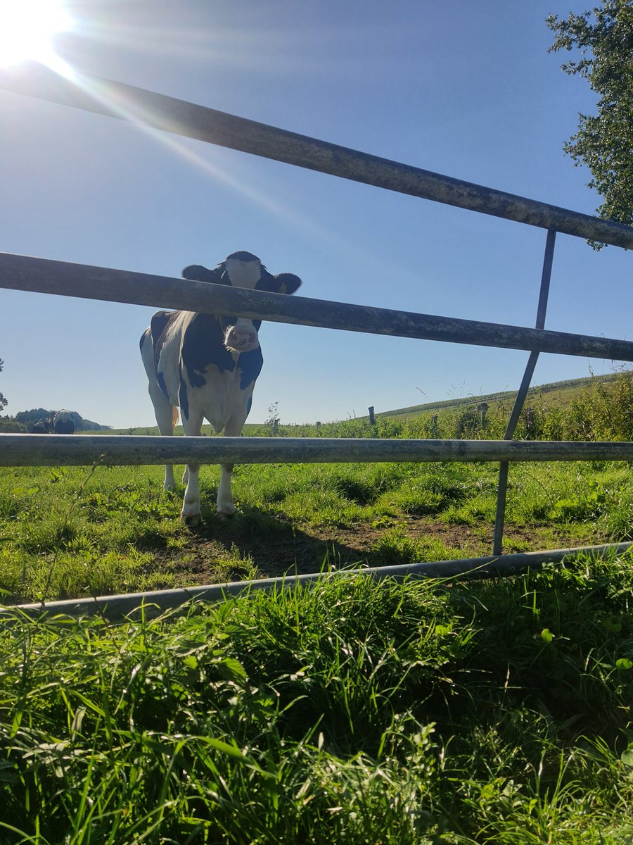 Somaya |𐩪𐩣𐩺𐩠| tweet media