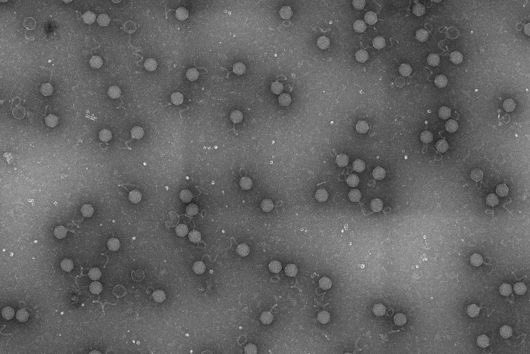 JoergLab's tweet image. I’m late to the phage tail party, still want to congratulate @Jens_Hoer on a great postdoc in the @SorekLab. Figured out function of an ISG15-like protein in phage defence. nature.com/articles/s4158…
Jens is looking for students/postdocs for his own lab, see helmholtz-HIRI.de