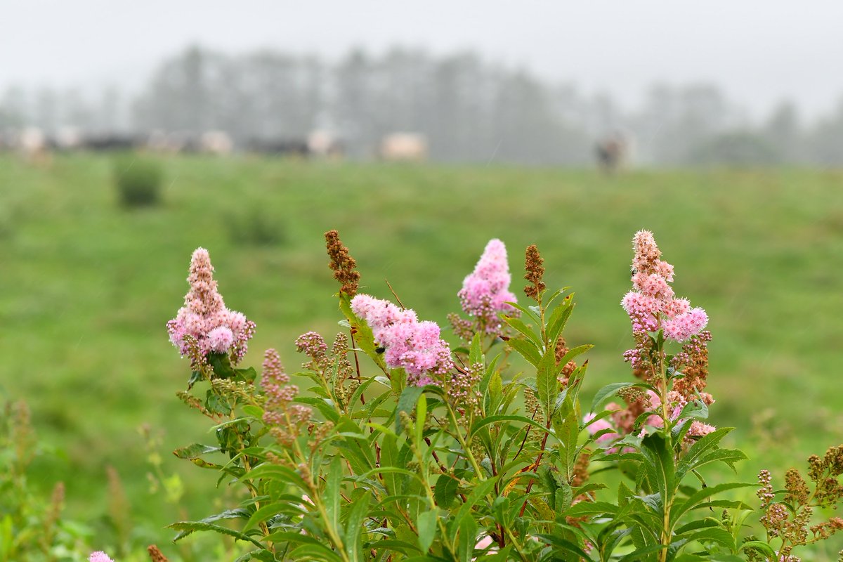 おはようございます
雨上がりの牧草地、夏の花ホザキシモツケの花が咲き始めました
気温は19℃、一日曇り空の予報です