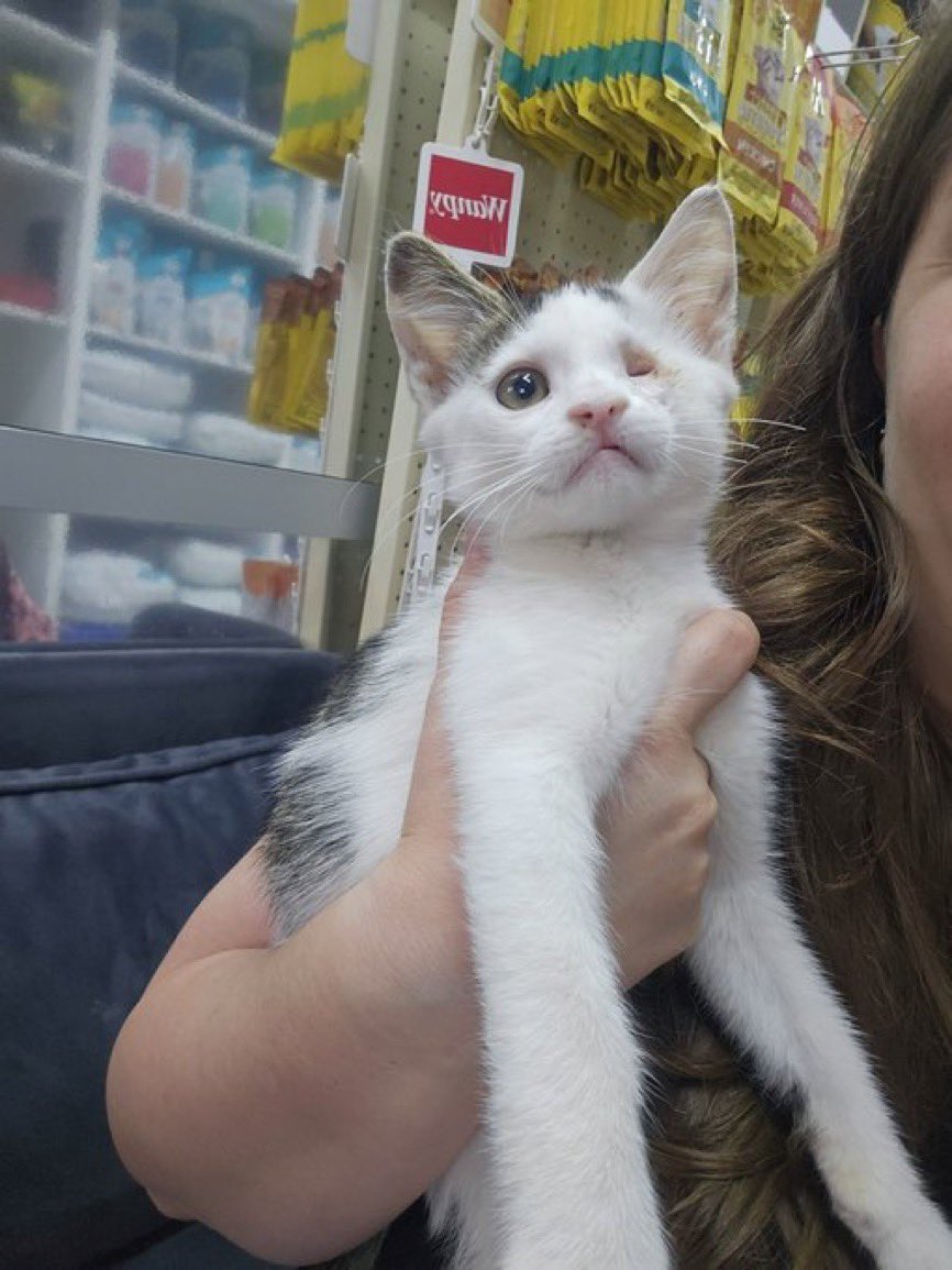 DARICA ENGELLİ BEBEĞE ACİL YUVA
3-4 aylık erkek
5428074606
Gözü enfeksiyonlu bahçemize bırakıldı tedaviye alabilmem için 1 gece evinizde tutun dememe rağmen. Kayboldu,bulduğumda çok kötü haldeydi. Gözü alındı iyileşme sürecinde tedavisi bitince gidecek yeri yok

@Toprakk_kasmirr