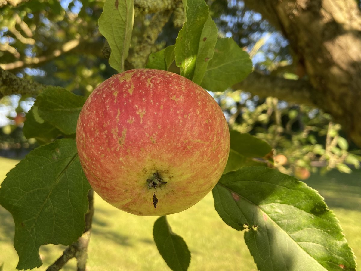 boerinhendrika's tweet photo. De ‘bloedappels’ beginnen al mooi te kleuren. Het is een vroeg ras, bijna rijp🍎Het is geen bewaarappel. Vorig jaar hadden we tijdens de vruchtzetting nachtvorst, nagenoeg geen appels aan de bomen. Dit jaar lijkt het goed.

#erfbeplanting https://t.co/Zlf5vk5izs