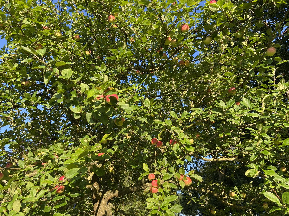 boerinhendrika's tweet photo. De ‘bloedappels’ beginnen al mooi te kleuren. Het is een vroeg ras, bijna rijp🍎Het is geen bewaarappel. Vorig jaar hadden we tijdens de vruchtzetting nachtvorst, nagenoeg geen appels aan de bomen. Dit jaar lijkt het goed.

#erfbeplanting https://t.co/Zlf5vk5izs
