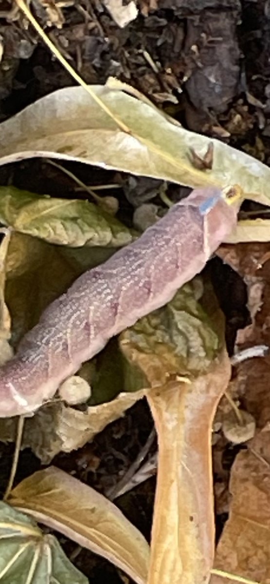 Rescued from the street. Is it a butterfly or moth? ⁦<a href="/savebutterflies/">Butterfly Conservation 🦋</a>⁩ ⁦@WildLondon⁩