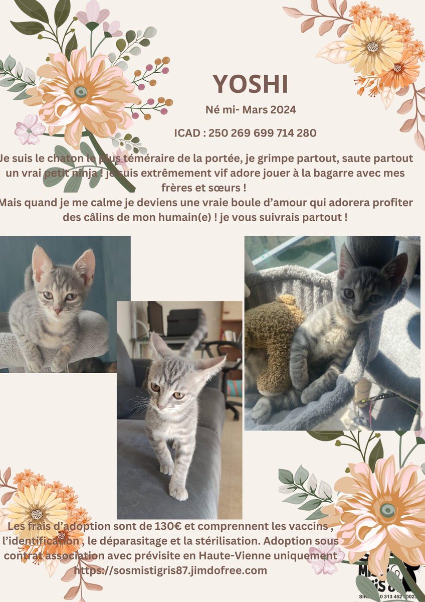 SosMistigris87's tweet photo. Nos chatons à l’adoption #chaton #protectionanimale #ADOPTION #chatonmignon https://t.co/rLWEQxYHrb