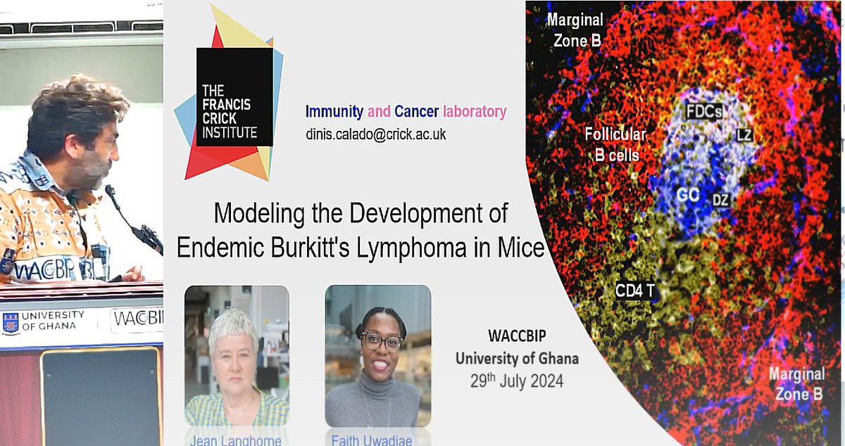 WACCBIP_UG's tweet image. Dinis Calado @DinisCalado investigates the interplay between Plasmodium falciparum, Epstein Barr Virus, and Burkitt’s lymphoma in mice. A step closer to understanding this aggressive cancer in malaria-endemic regions. 
#WACCBIPis10 #WRC2024 #WRC24