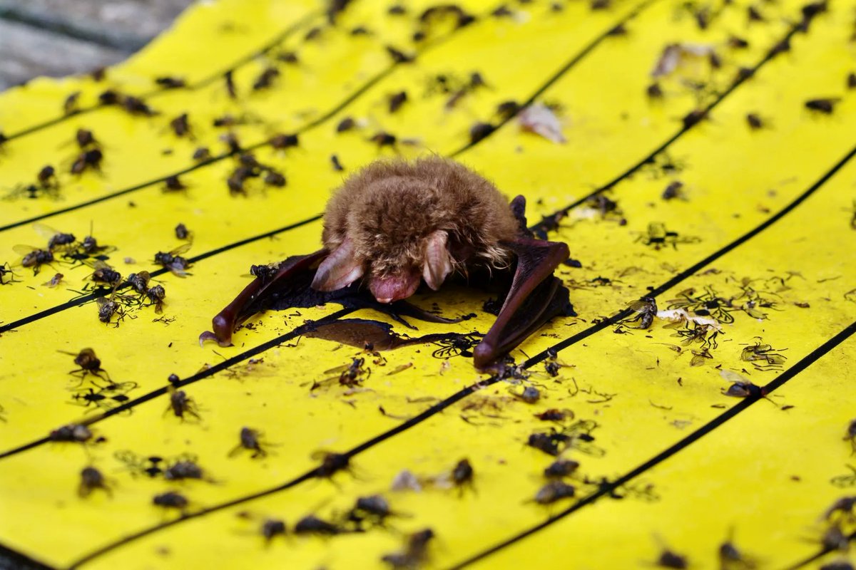 Klebefallen (Gelbtafeln) werden oft als giftfreie Alternative zur Bekämpfung von Kirschfruchtfliegen oder Trauermücken eingesetzt. Im Freien aber große Gefahr für viele Tiere. Bienen, Schmetterlinge, Vögel &amp; Fledermäuse können an Fallen kleben bleiben. lbv.de/presse