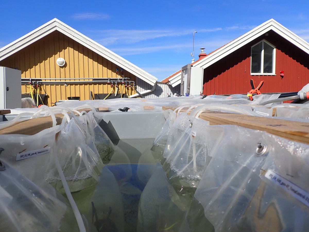 Maru Bernal tweet media