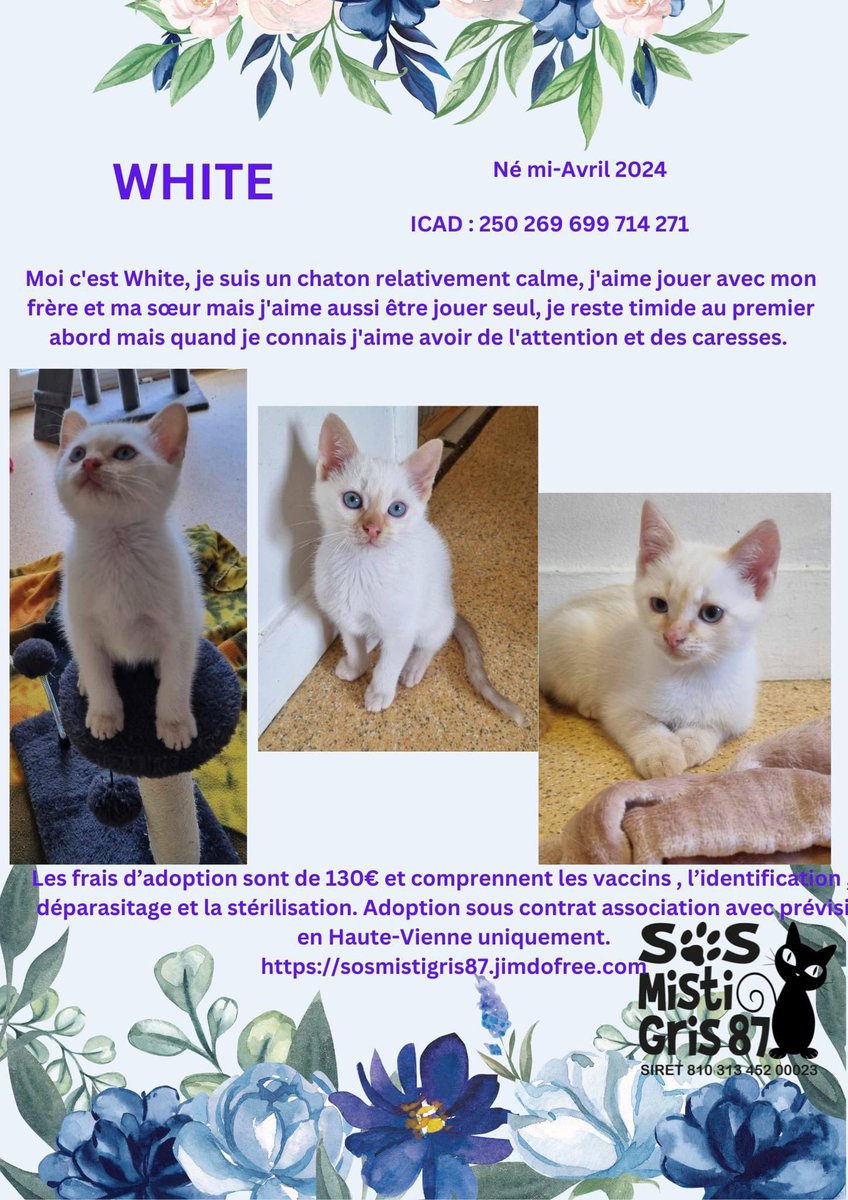 SosMistigris87's tweet photo. Nos chatons à l’adoption #chaton #protectionanimale #ADOPTION #chatonmignon https://t.co/eul0vYSXnd