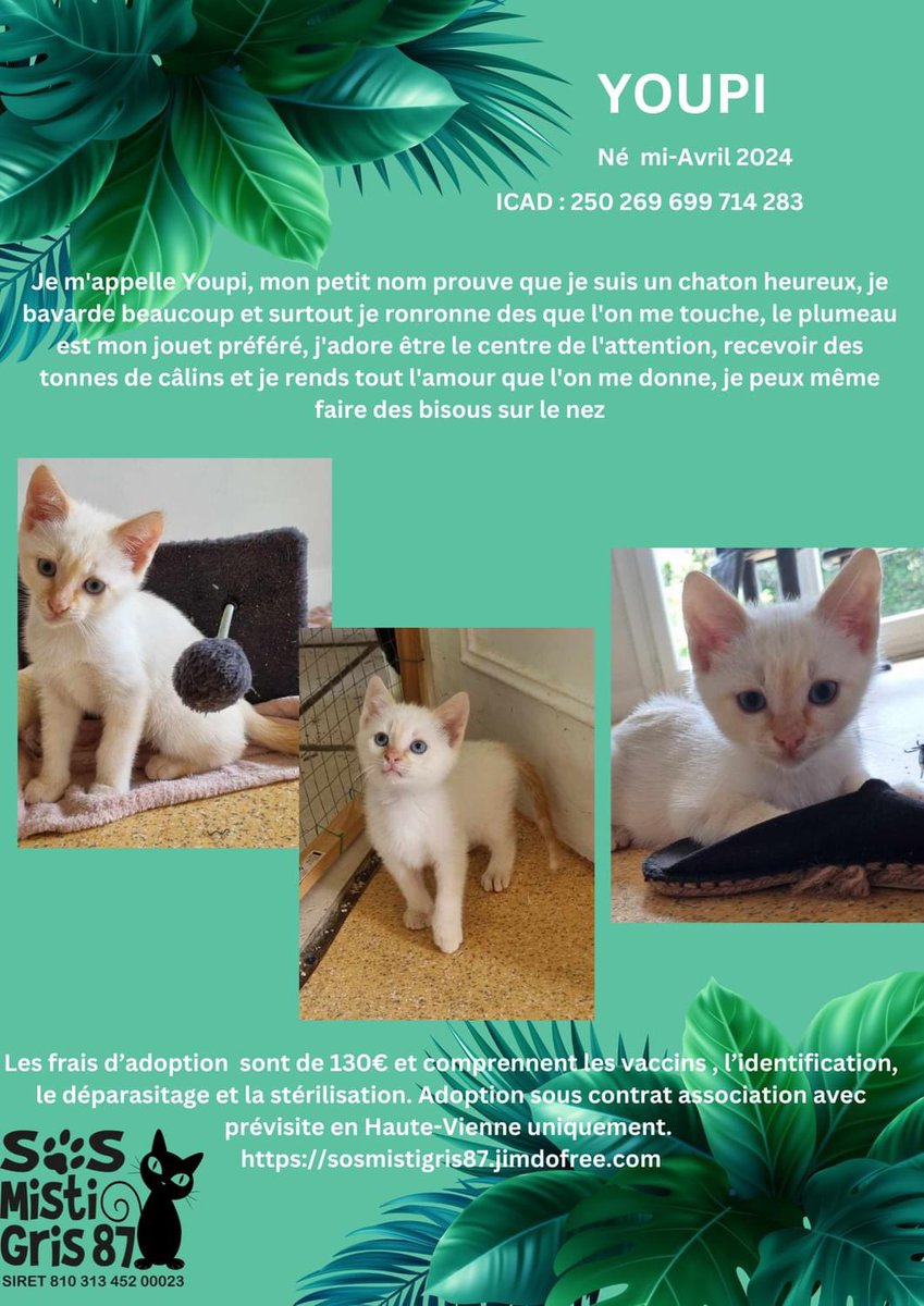 SosMistigris87's tweet photo. Nos chatons à l’adoption #chaton #protectionanimale #ADOPTION #chatonmignon https://t.co/1gYUe6gbRV