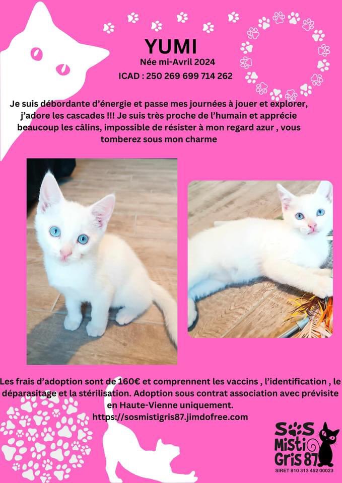 SosMistigris87's tweet photo. Nos chatons à l’adoption #chaton #protectionanimale #ADOPTION #chatonmignon https://t.co/1gYUe6gbRV