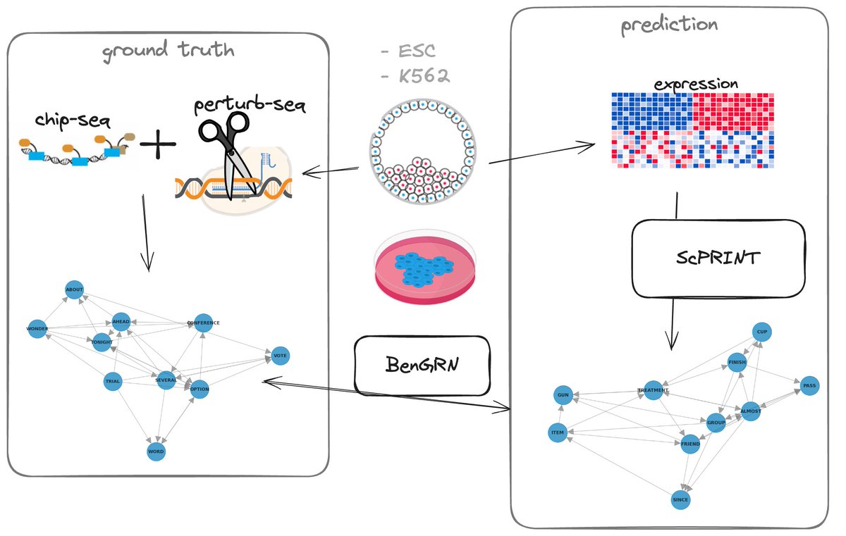 This allows scPRINT zero-shot abilities -meaning no fine-tuning required- such as artificially increasing the depth of the expression profile of a cell (denoising / zero imputation), predicting the cell type, disease, sequencer, and sex of a cell, as well as creating cell