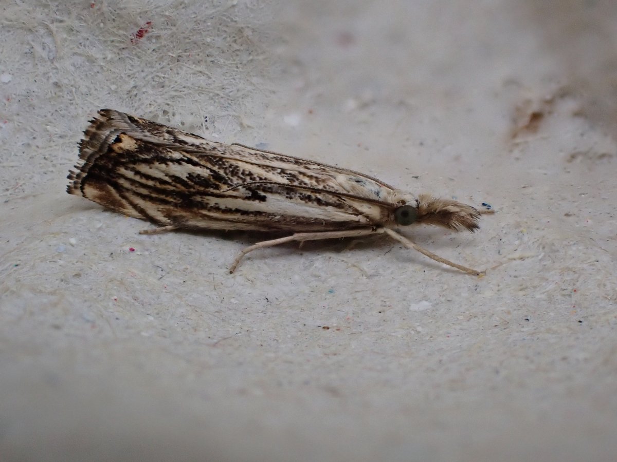 JaneVThomas's tweet photo. I've been getting an interesting selection of micro-moths this year - there seem to be a lot of new ones about, well, new to me anyway. https://t.co/rWhkr27MFv