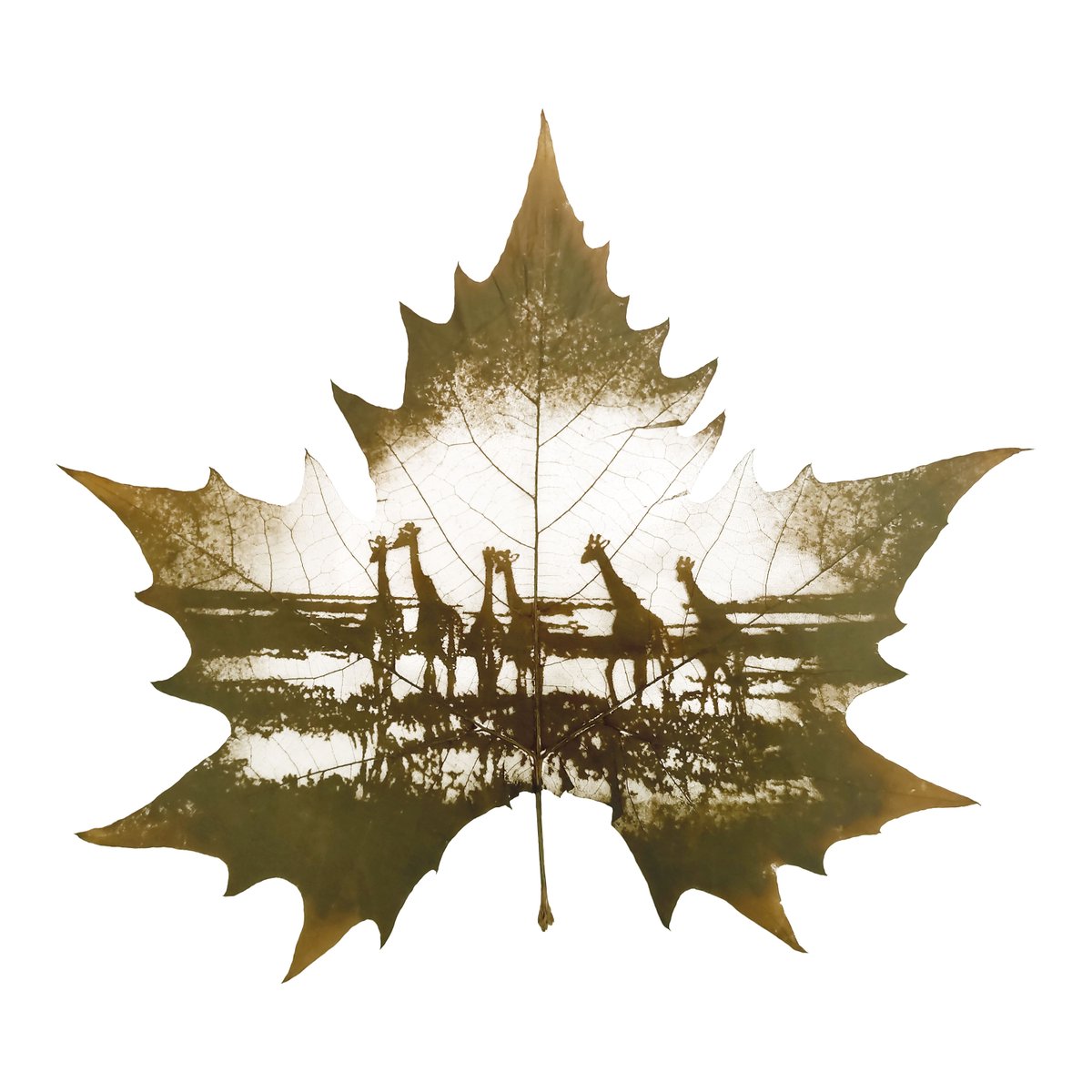 Flora_Whisper's tweet photo. Capture the majesty of giraffes with our wildlife-themed Leaf Carving Art! 🦒🌿 Handcrafted with intricate detail. 

#GiraffeLeafArt #NatureArt #WildlifeDecor #HomeDecor #LeafArt #Handcrafted #NatureInspired #UniqueGifts #InteriorDesign #ArtistryOfNature #DecorInspo https://t.co/XOi2LObDzC