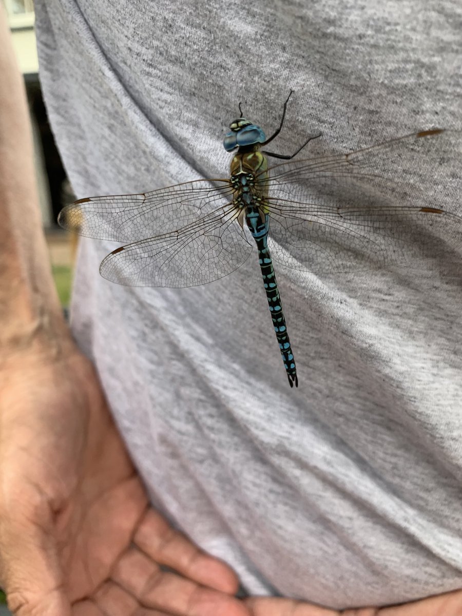 e9doc's tweet image. In the garden at the Crown Inn, Sarre