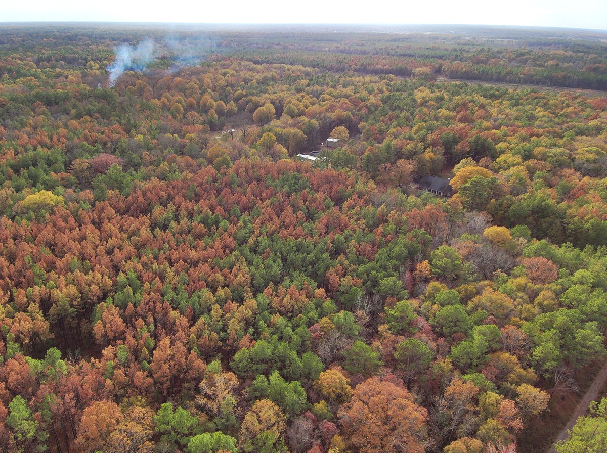 usfs_srs's tweet photo. SRS researchers developed HiForm, an innovative free tool which uses satellite data to reveal disturbances across large areas. Our latest #CompassLive article explains how HiForm data is informing decisions after severe drought in Mississippi &amp; Louisiana. https://t.co/GPAI5AGCUz https://t.co/s0FF1UEvI4