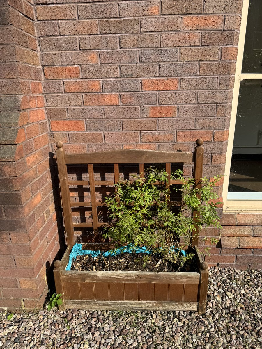 Donated jasmine planter for the biodiversity courtyard. Thank you Alice