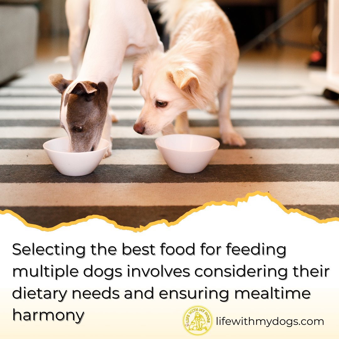 LifeWithMyDogs9's tweet image. Ensure mealtime harmony and meet the dietary needs of all your dogs with carefully selected food! 🐕🦴Discover more dog information, visit lifewithmydogs.com/?utm_campaign=…  #HealthyDogs #FeedingTips #DogCare
