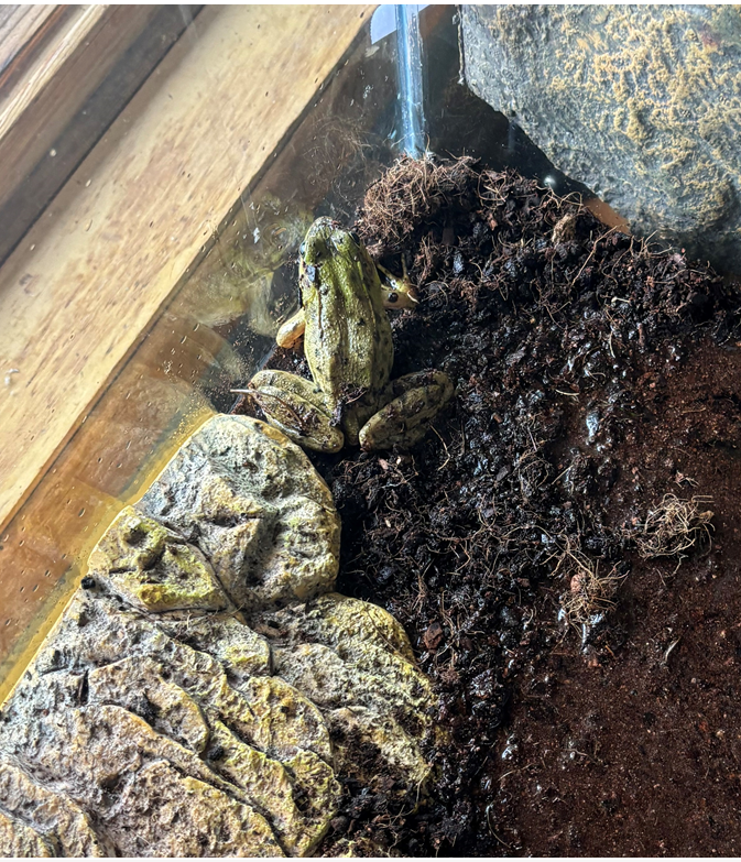 PbDiscoveryCtr's tweet photo. We have new Animal Ambassadors at the Discovery Centre in Providence Bay, ON! Jerry the Garter Snake and Duncan the Green Frog. https://t.co/4QiKXDPUeX