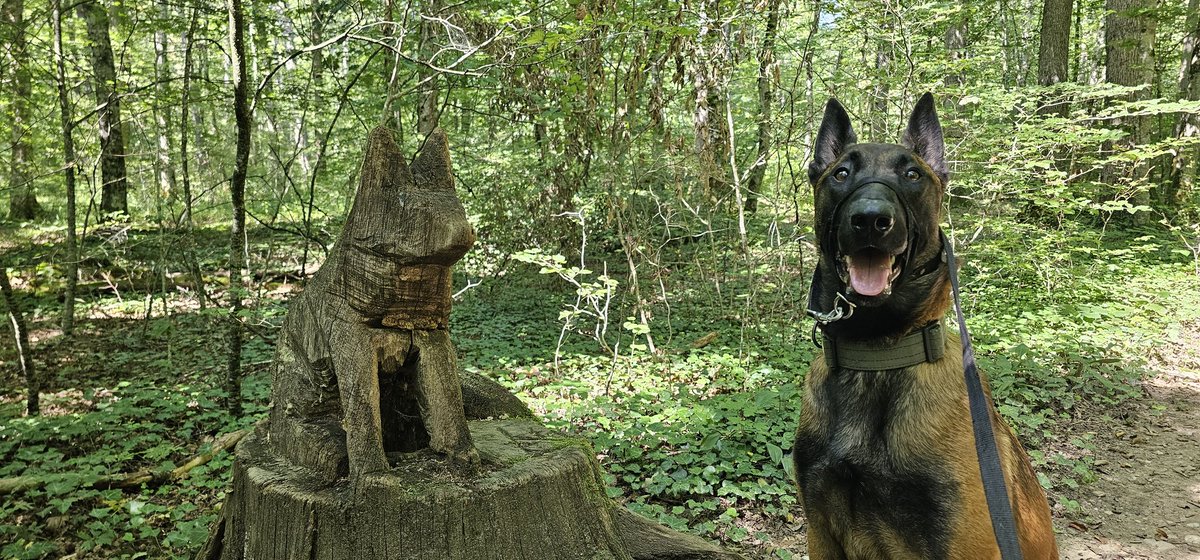 TexBayou's tweet photo. Trelex, #switzerland.  Self portrait and I learned dogs can't do pull-ups https://t.co/DSg4CVs0m9