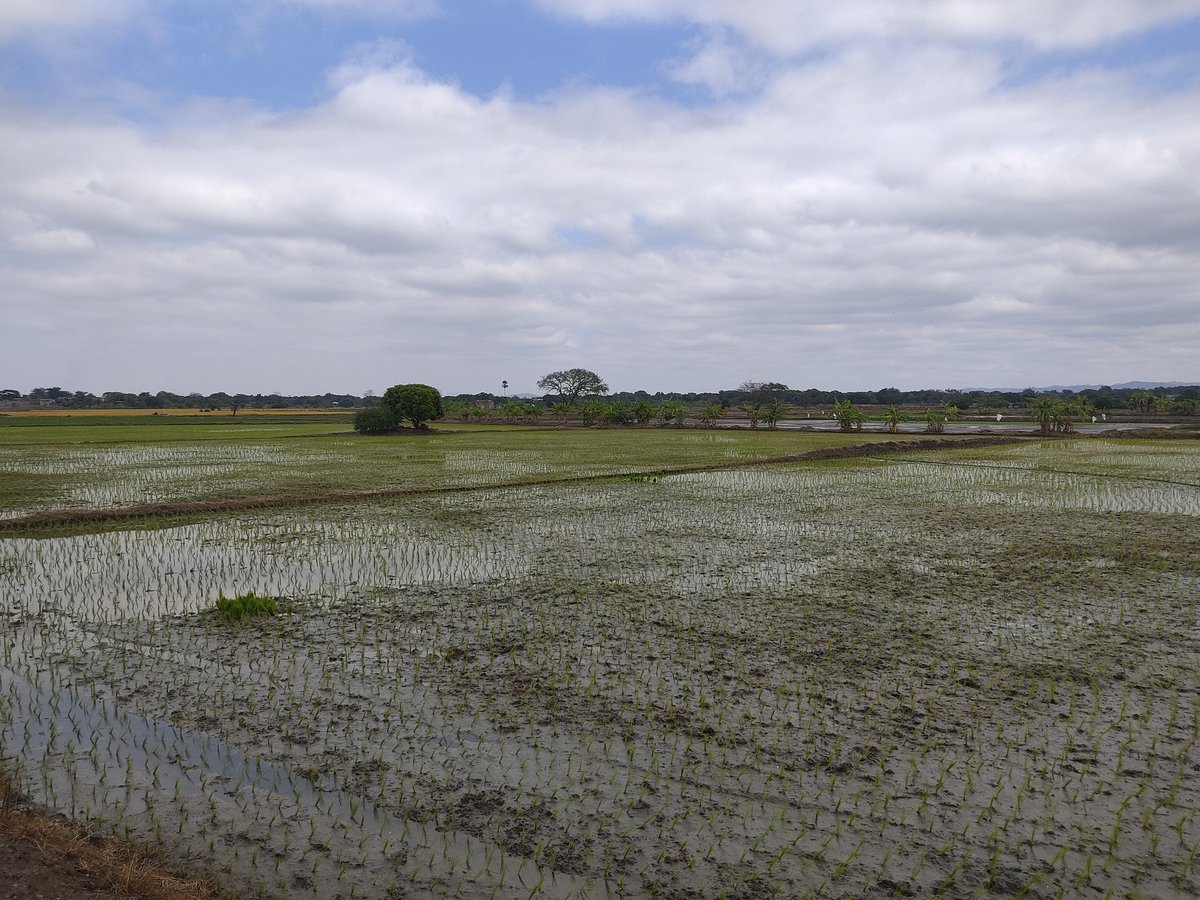 El sector N° 5 Plan América, sigue con una absoluta Indefensión, presidente <a href="/DanielNoboaOk/">Daniel Noboa Azin</a>, no ha hecho nada en el sector de riego, drenaje <a href="/senagua_ec/">Senagua Ecuador</a> y <a href="/PrefGuayas/">Prefectura del Guayas</a>, nuestro canal de riego, se ha secado, nuestra producción en riesgo, solicitamos solución. Ya
#Agro #oriele