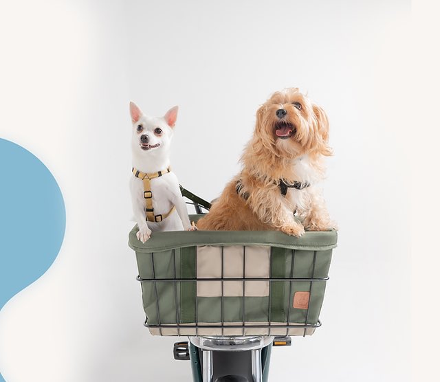 BeeElectricas's tweet photo. O que acham de passear com o cão assim ! Dogrider ebike #dogrider #ebike #voudebee https://t.co/4Cm4hZa9KK
