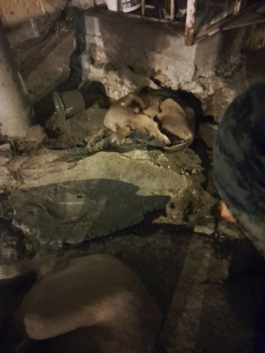 carmitafernandez tweet media