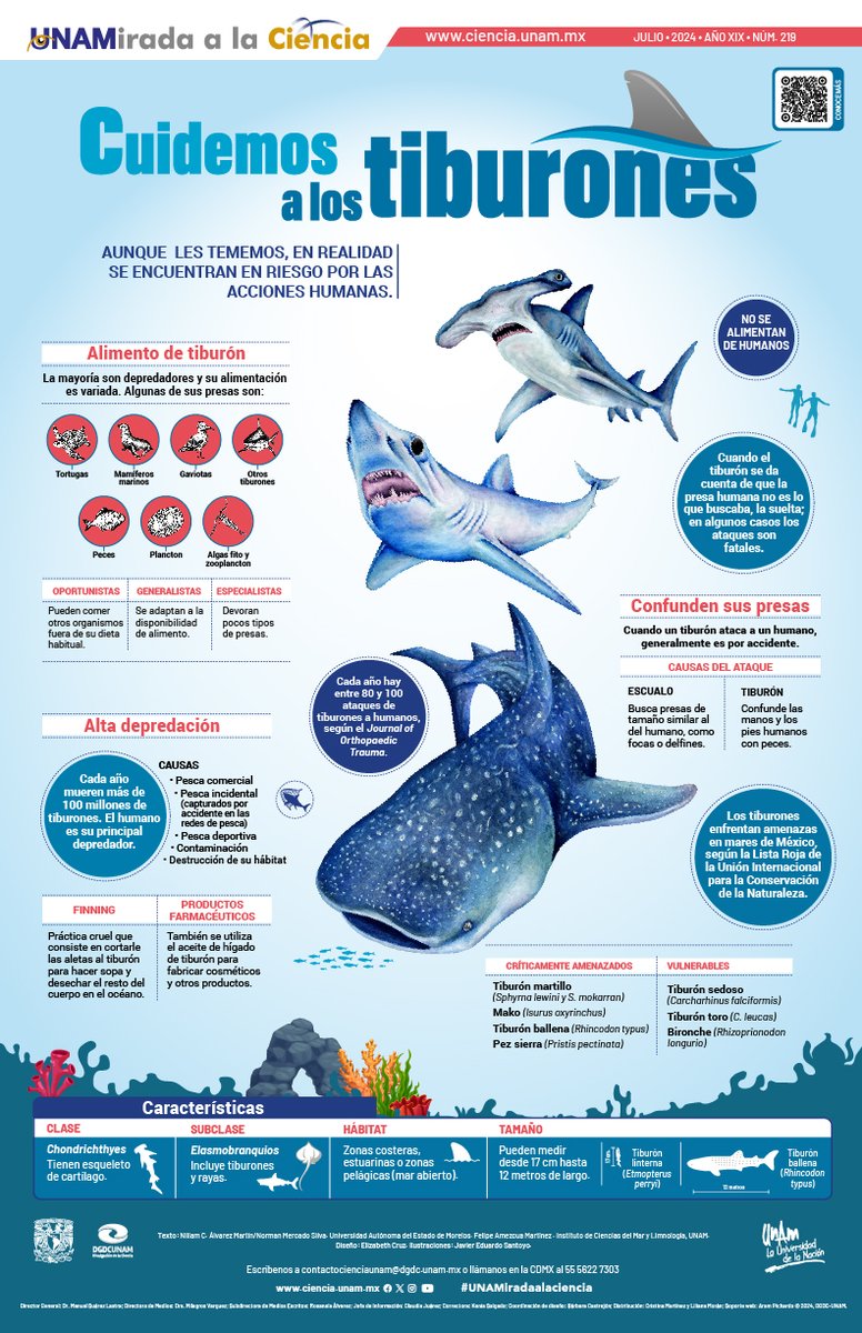 Muchas especies de #tiburones  son depredadoras y se sitúan en lo más alto de la pirámide alimenticia, por lo que se les denomina depredadores tope.
Te invitamos a conocer más sobre esto en este artículo del Portal #CienciaUNAM
👉 bit.ly/3RPmzrY