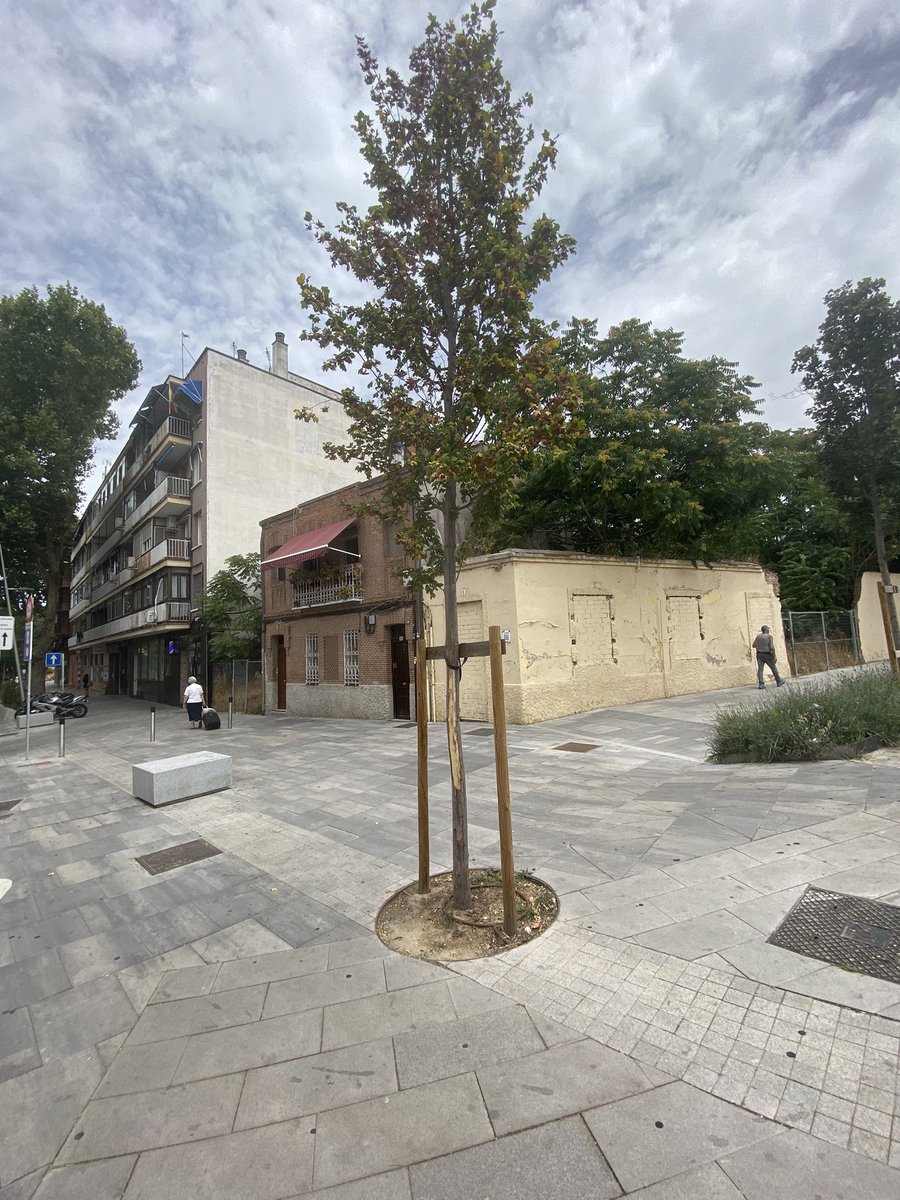 ArbolMesa's tweet photo. Quemaduras del suroeste en arces jóvenes plantados por el @MADRID  sin protección, mala praxis, sobre todo cuando es obligatorio su uso en los primeros años usar materiales protectores 
#SalvemosNuestrosParques https://t.co/BNqKwZwLgA