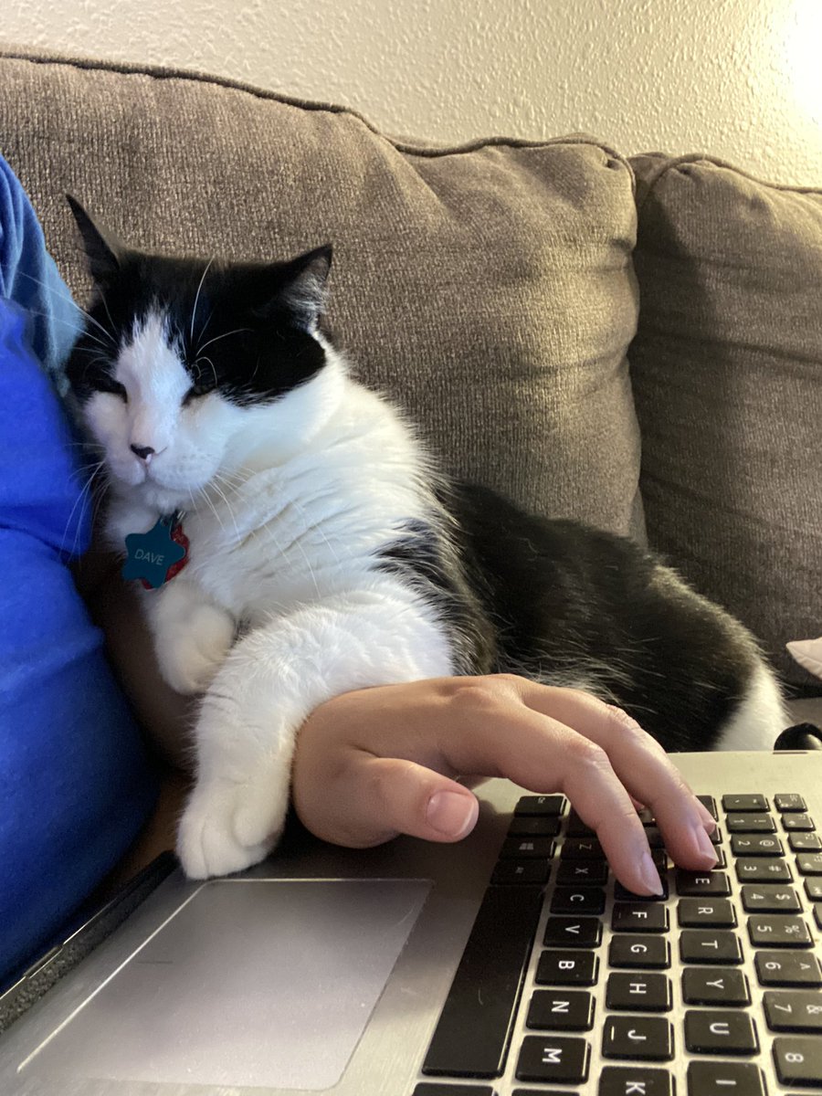 Thesis writing is so much better with a buddy by your side… #CatsofTwittter