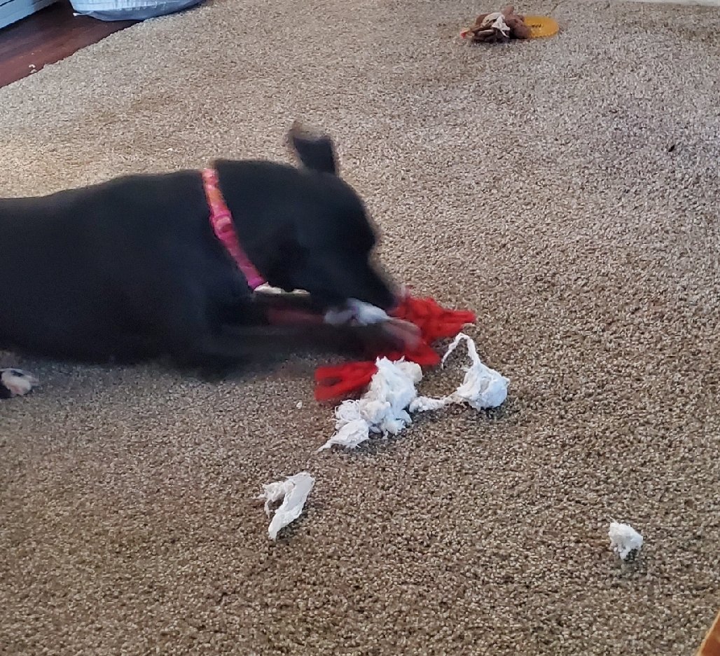 ShelJT1's tweet photo. @AncuninJuicebox She's vicious!  Stuffed crabs, beware!!! https://t.co/2JtVhBvbia