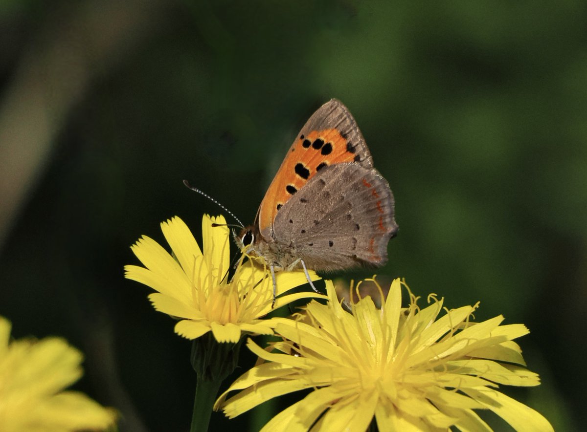 Emelsea's tweet photo. Small Copper in Staplegrove, Taunton. 28.7.24. @BCSomerset @savebutterflies @ukbutterflies @SomersetWT #Butterflies https://t.co/TtSj2AOCBe
