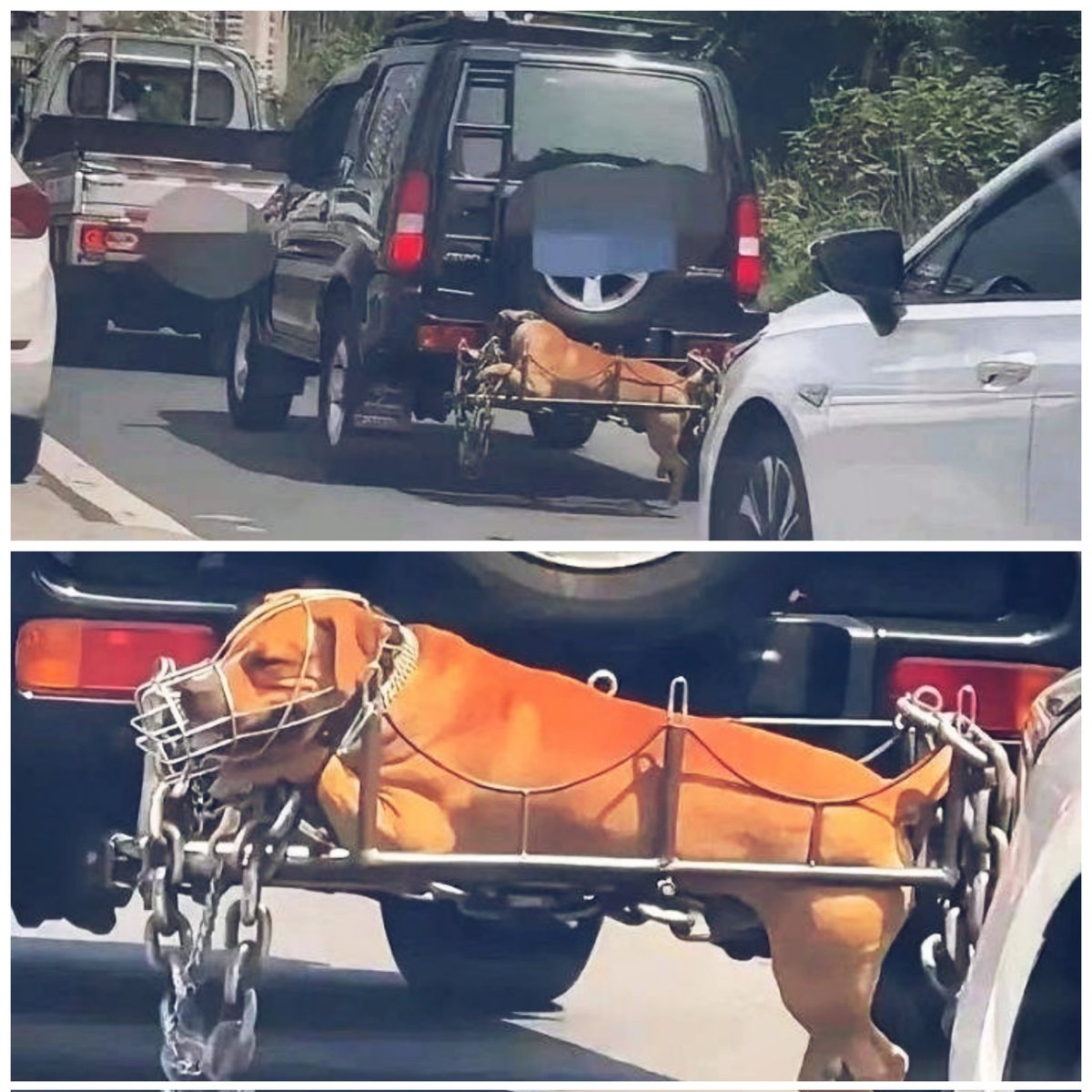 WeAreNotFood's tweet photo. Spotted on Chinese social media 

No words! 

#animalcruelty #animalabuse #animalprotectionlaw https://t.co/WeJ7ENeOY6