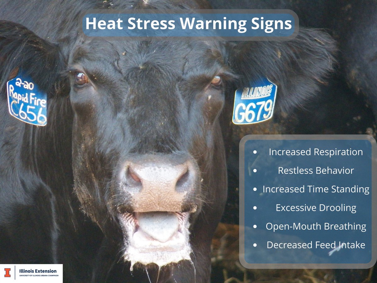 As high temperatures continue this week, be on the lookout for heat stress warning signs. Check out our blog on managing heat stress to learn more! 
extension.illinois.edu/blogs/cattle-c…