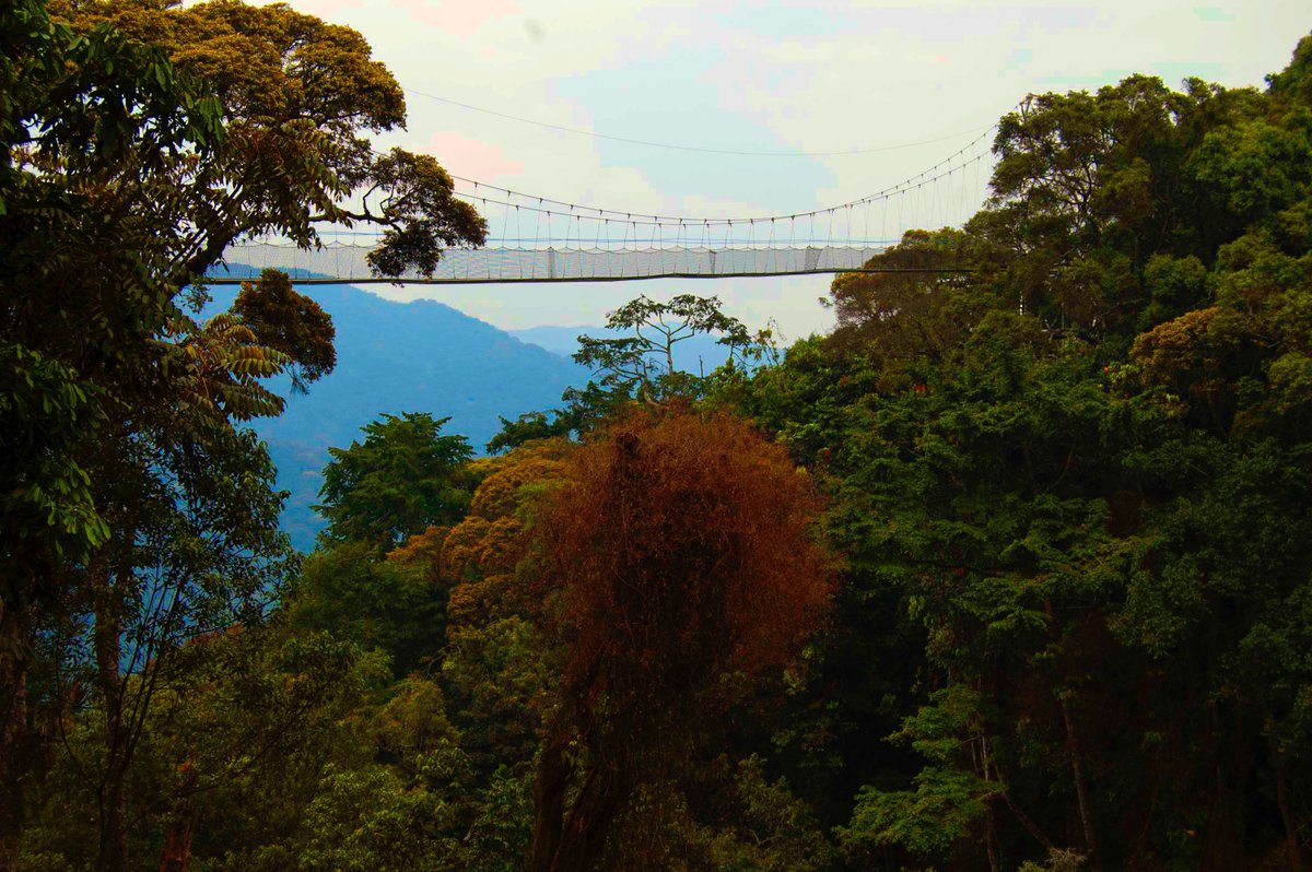 EyeRidesVenture's tweet photo. The Canopy Walk in Rwanda is an exhilarating experience on a suspended bridge 70 meters above Nyungwe Forest in Nyungwe National Park.

This guided walk on a 160-meter-long walkway takes about 2 hours. 

Contact us: https://t.co/Kky6MfAPlr https://t.co/Z3sIwFubts