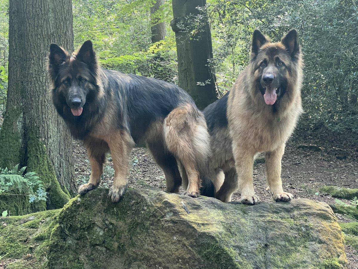 ForRover's tweet image. Forgive the late postings, I went to the cinema! The dogs were good and the film was excellent!