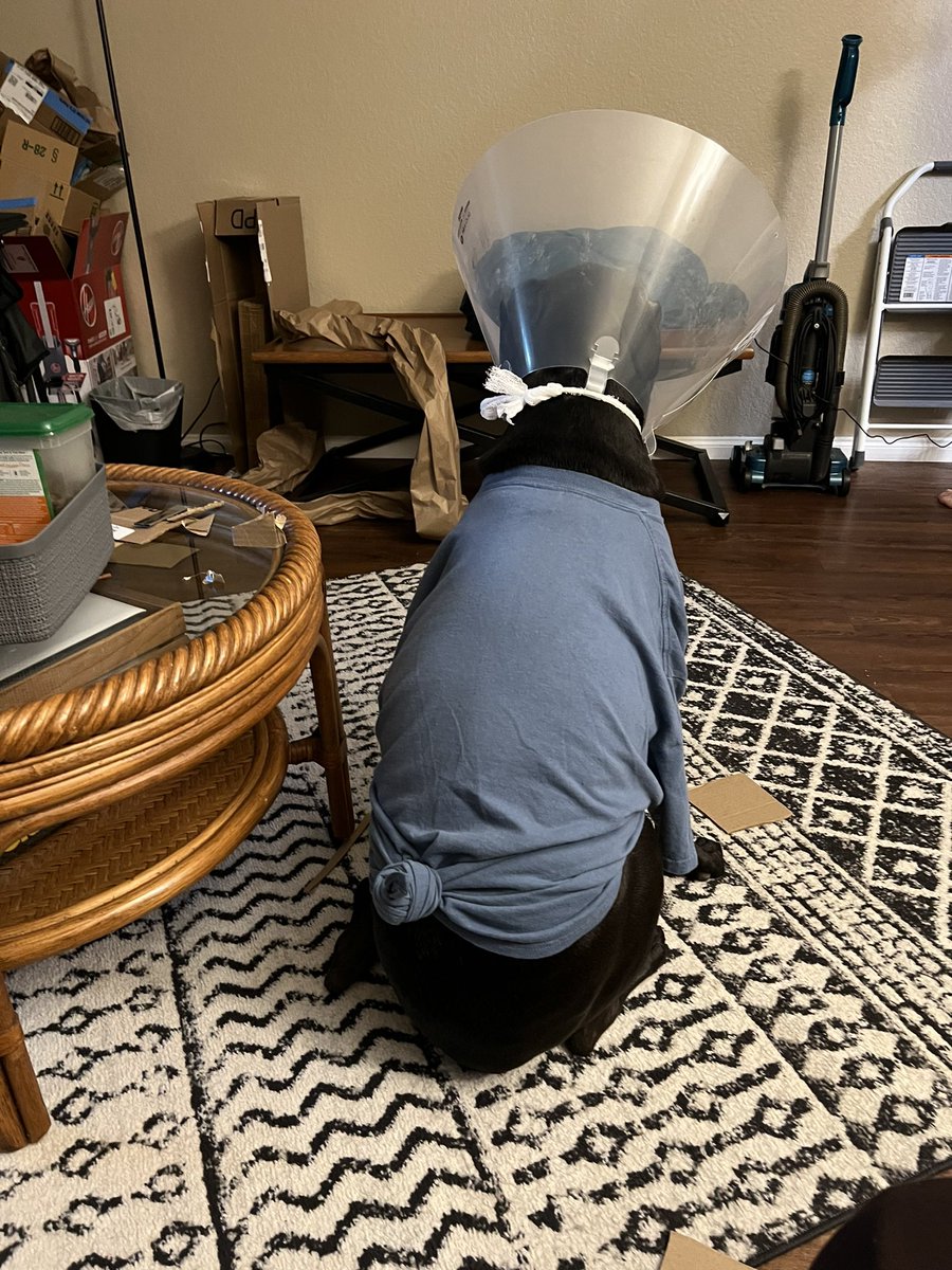 Bumi got a bacterial skin infection on his armpit and back leg so he’s all covered up and coned HAHAHA my poor baby but he looks cute tho