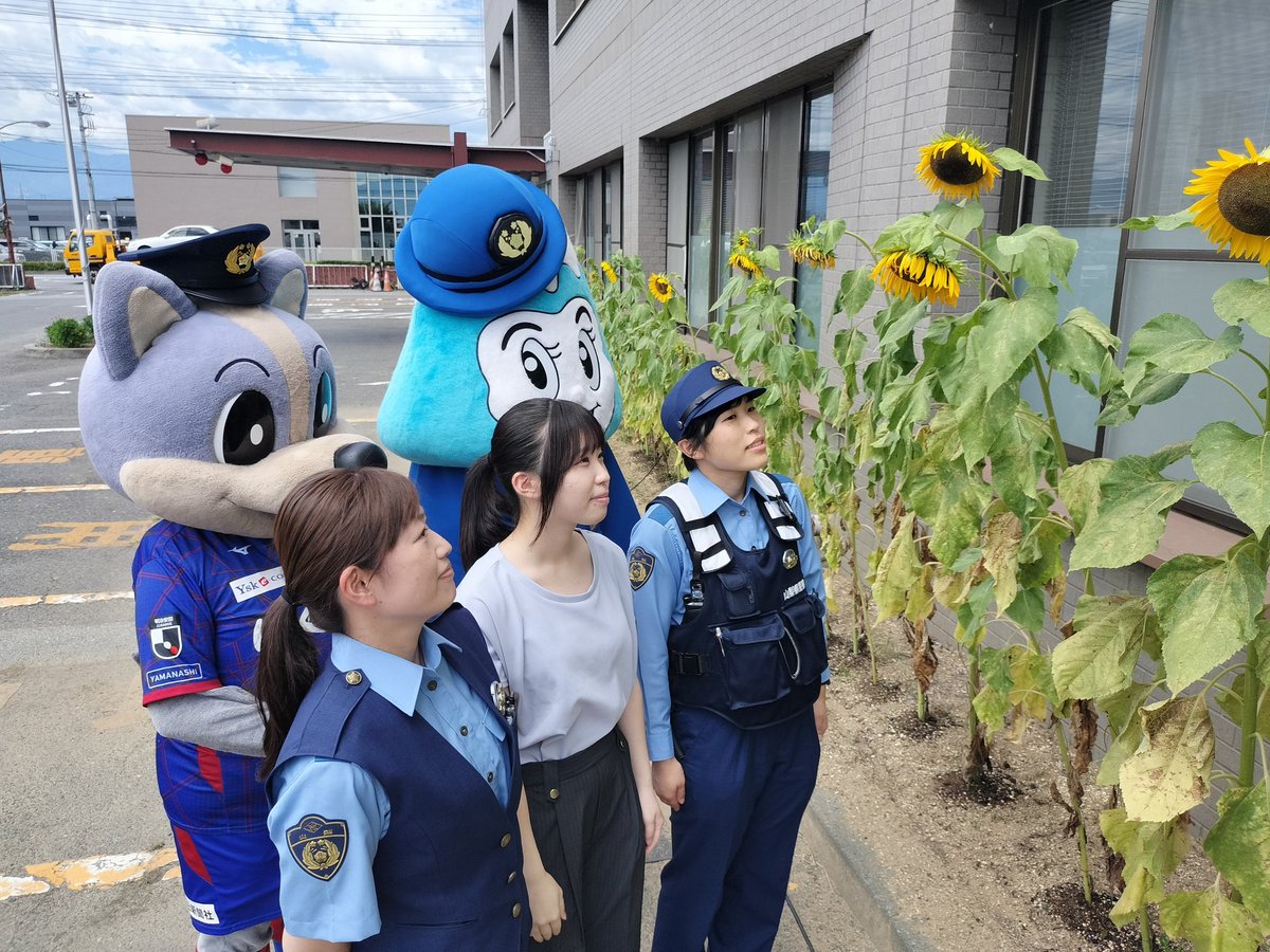南甲府警察署 👮👮‍♀️の花壇に植えられたひまわり🌻の開花宣言に